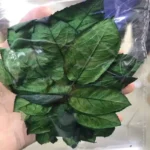 PPL58 Rose Leaves Wholesale Rose Leaves Rose Branches Flower Arrangement Auxiliary Materials Natural and Long Term Preserved - Image 3