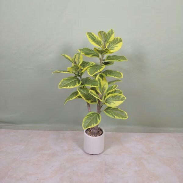mountain fig
