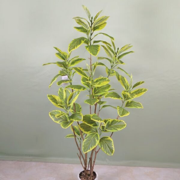 mountain fig
