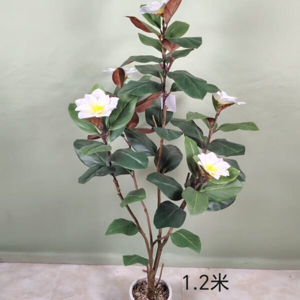 yulan magnolia