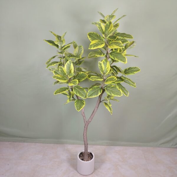 mountain fig