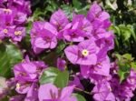 Bougainvillea - Image 2