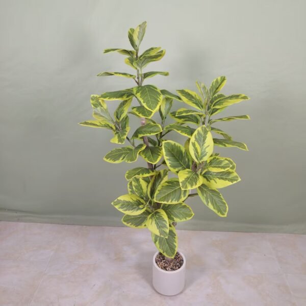 mountain fig