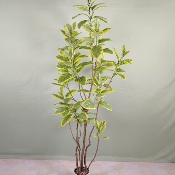 mountain fig