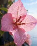 Bougainvillea - Image 3